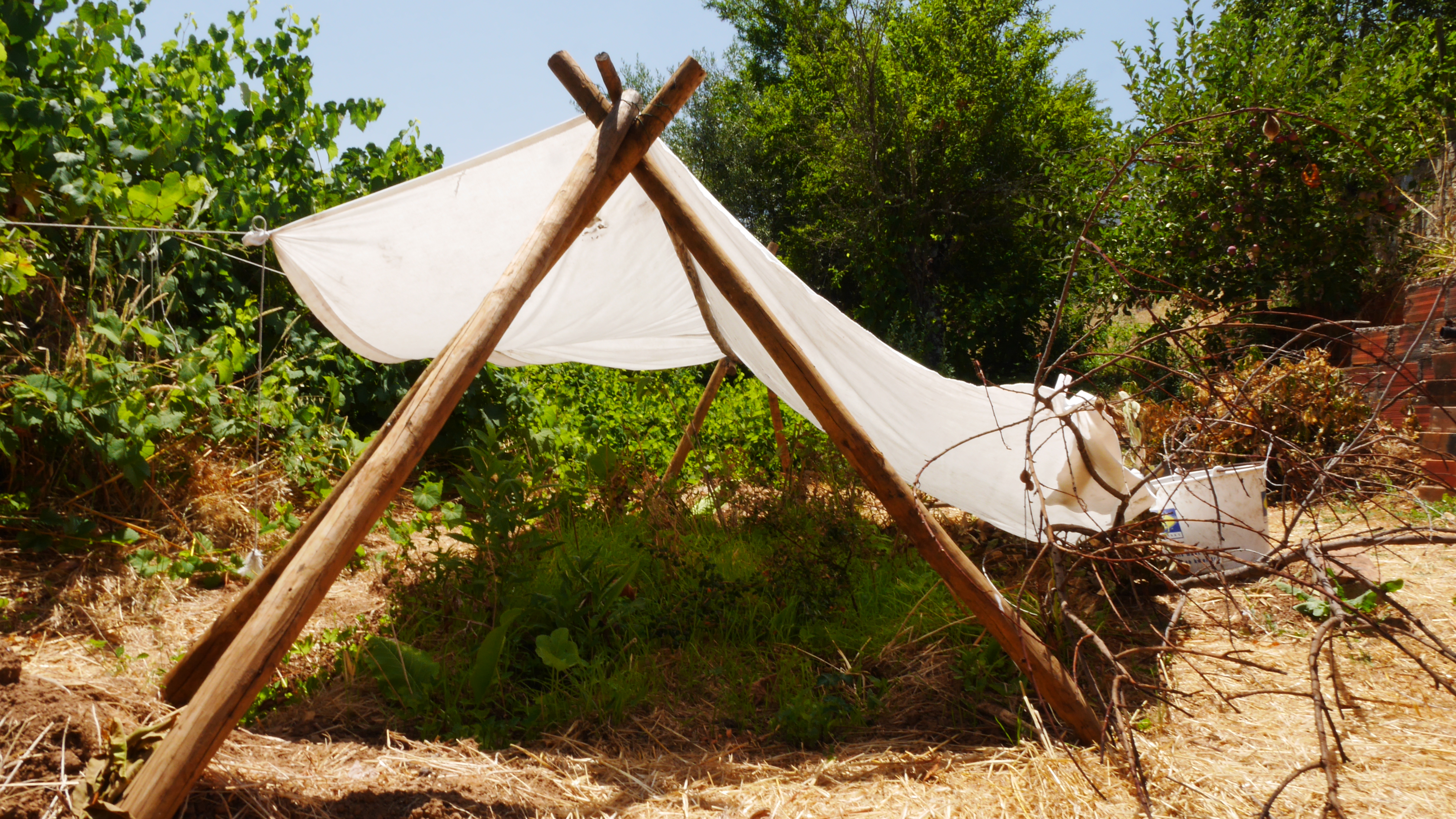 When the plant owners arrived at their new property, it was 40° C. So, the first second thing they did was to protect their plants against the scorching sun, after putting them into the full soil. The leaves had been damaged by the hot winds while driving, and this had prompted helpful samaritans at a camping to turn the root to rot with too much water.