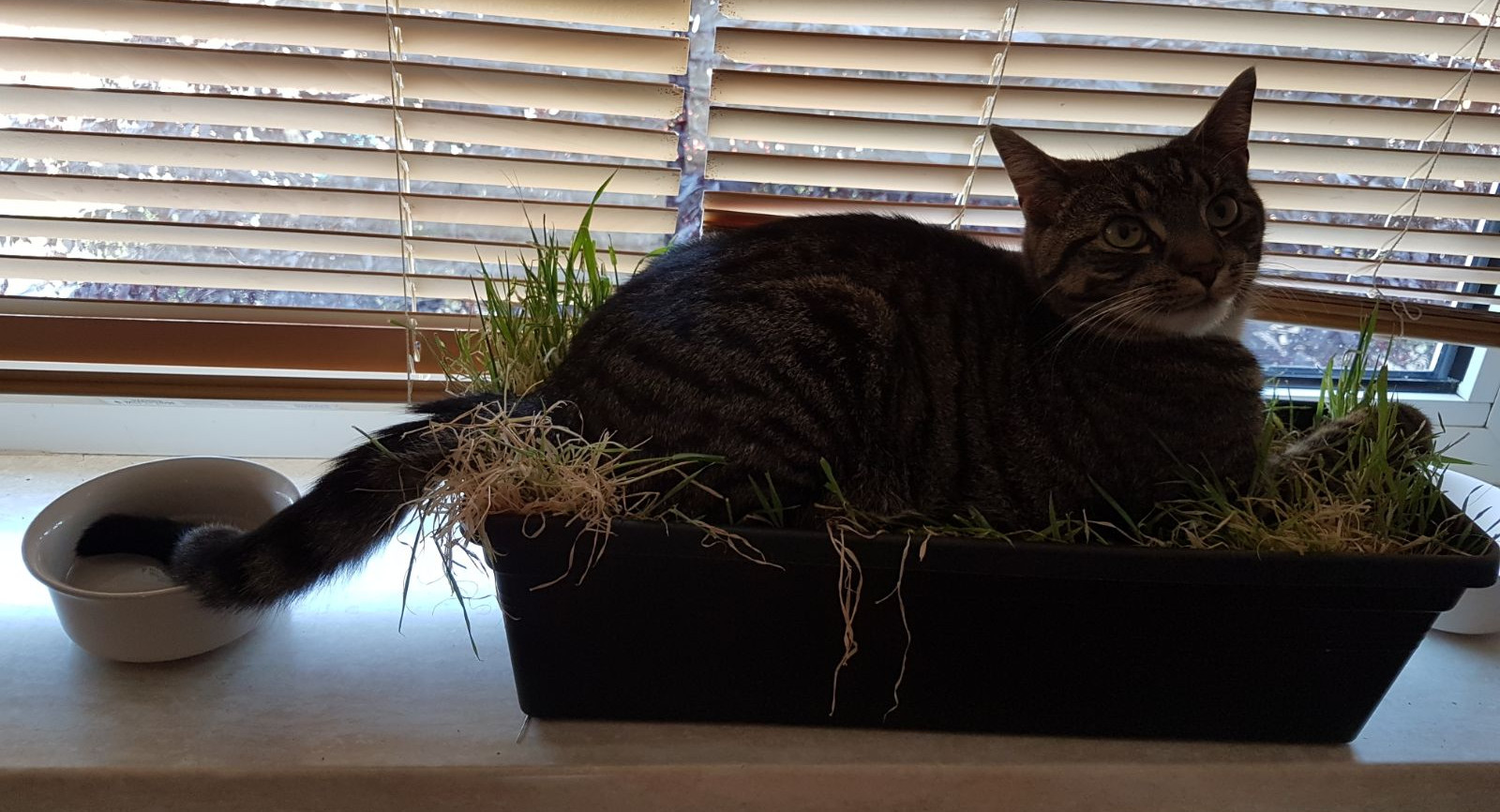 We’ve tried to tell Dinkie that he’s too big for this pot. He’ll sleep in it regardless, even when the soil is all clammy. There’s another hint in this picture that wetness doesn’t bother him much.