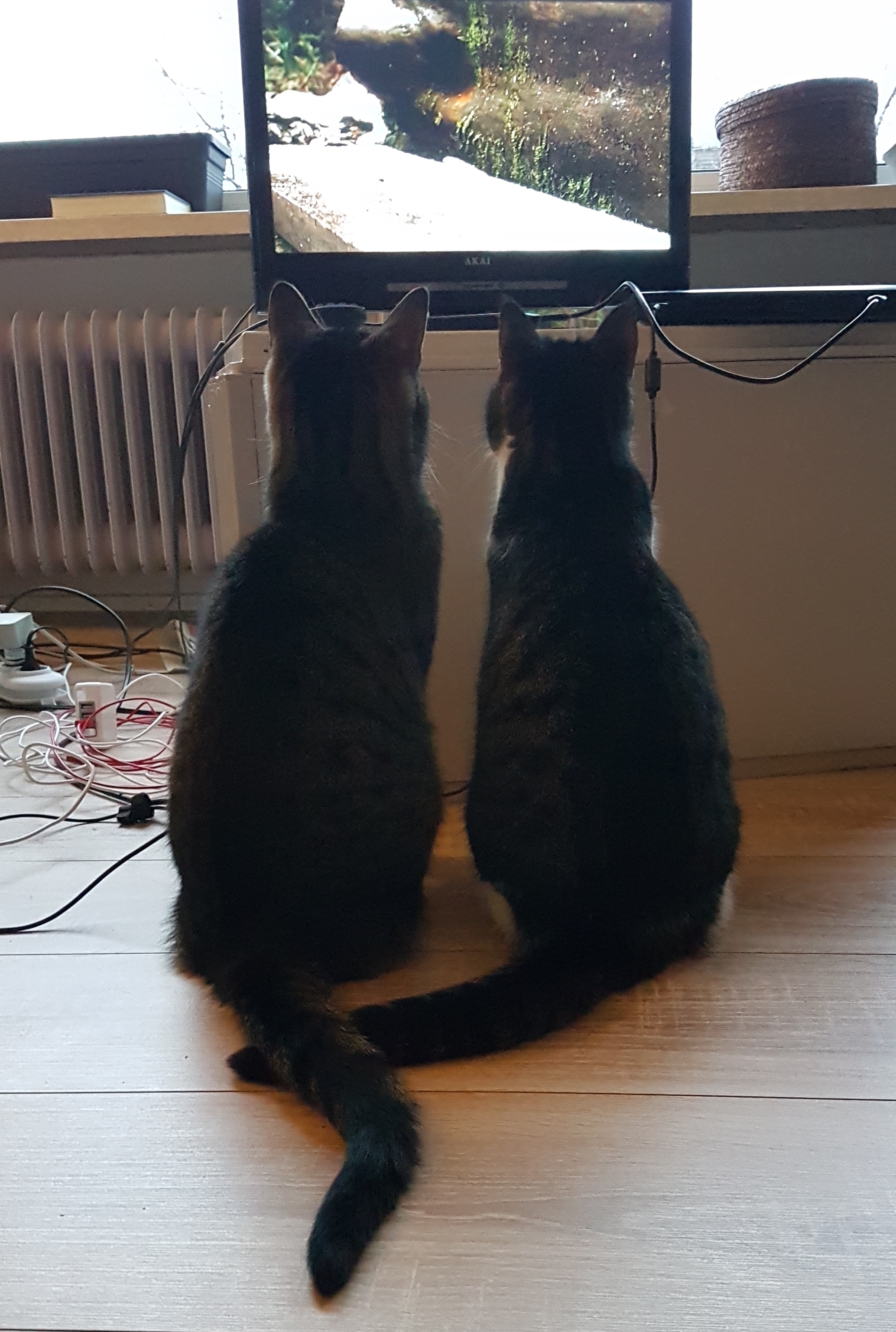The bird channel provides a welcome distraction when the cats won’t leave me alone in the morning and keep butting into me to demand stimulation. This happens when there are no real-life birds in front of our flat window to gaze at with sweet murder in their eyes.