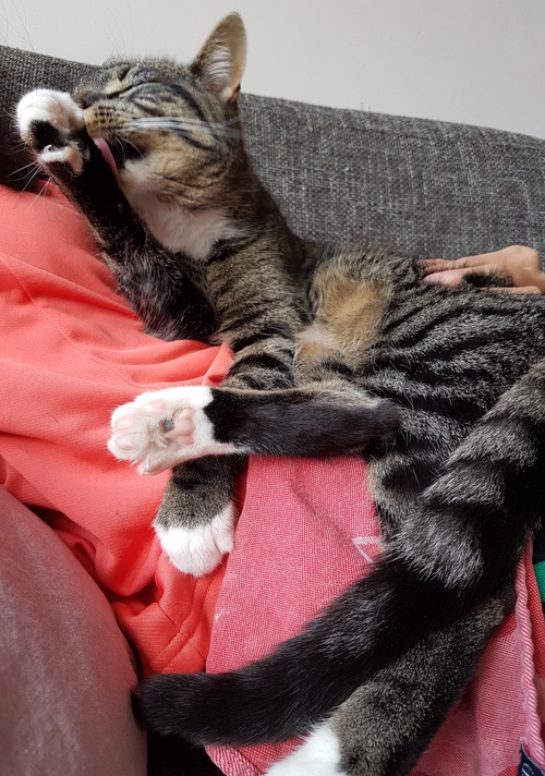 Convict conditioning for cats