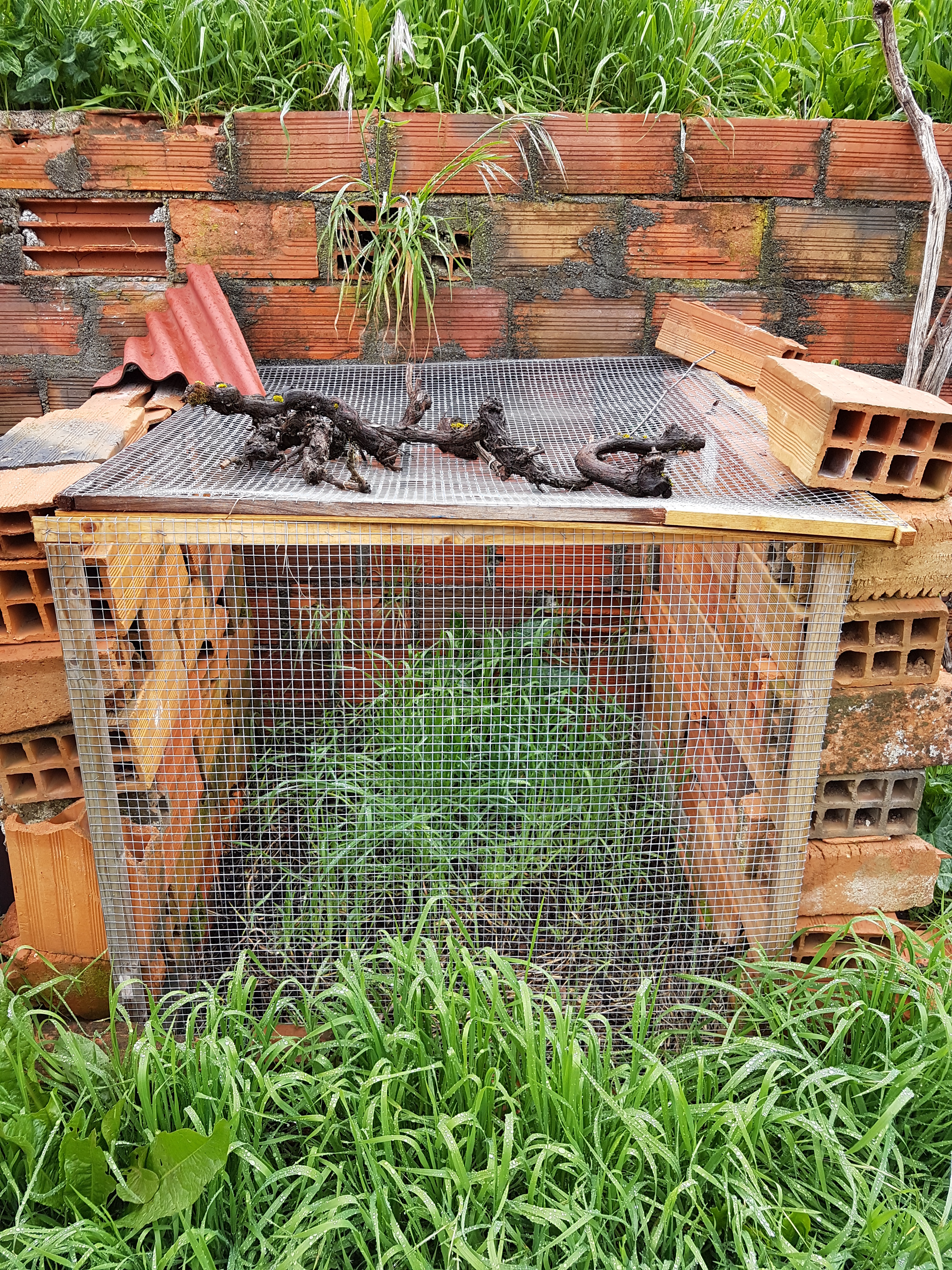 The humanure heap is open to the air, but almost closed to small rodents who might be tempted to scitter around with poop pathogens on them, although the interface between the bricks and the mesh wire still needs to be tightened. The grass shows that it has been a while since the last bowel movement was moved onto this pile.