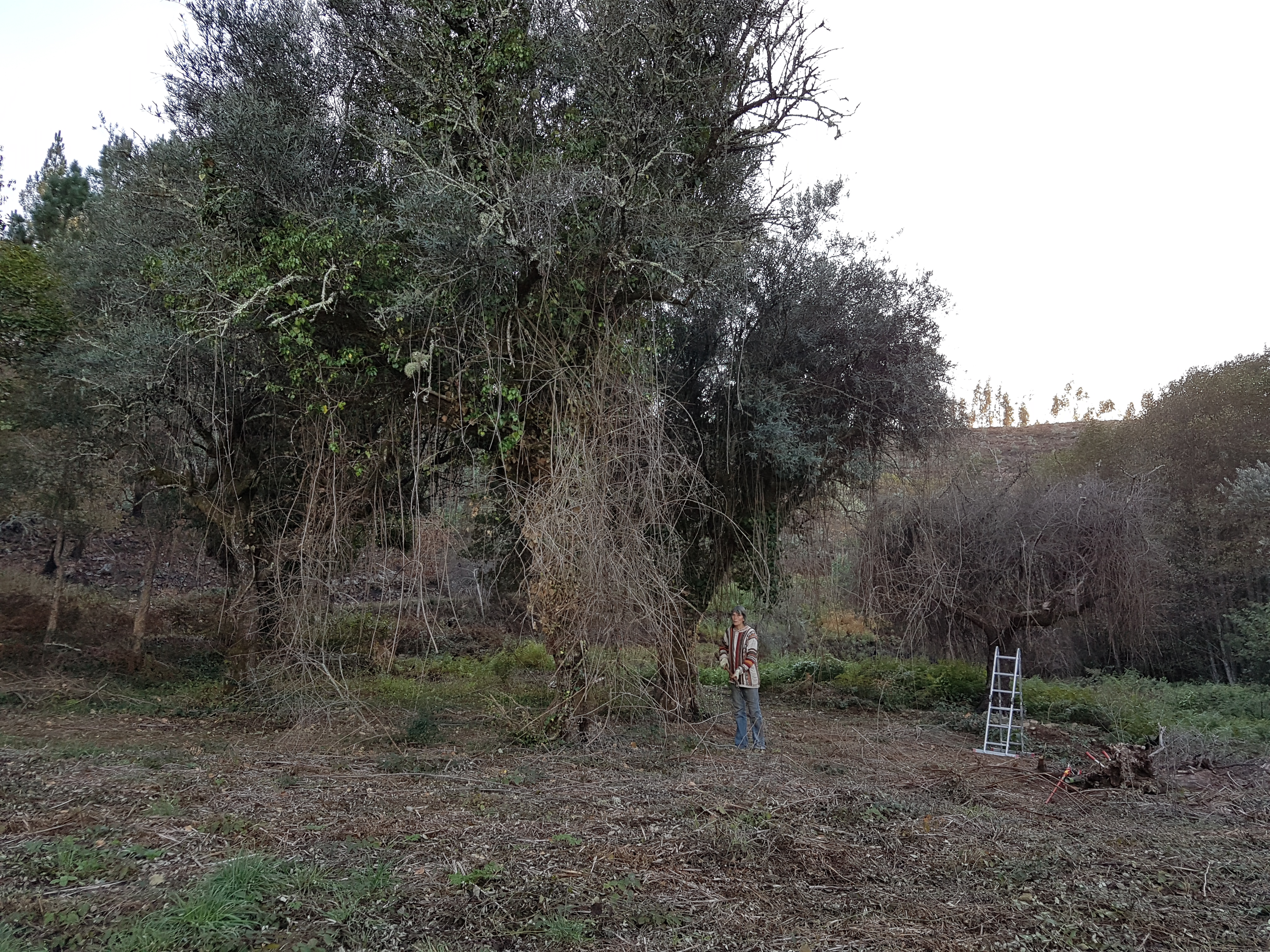 Annemarie is hacking away at the bramble branches that are making illegal use of their tall olive trees for support.
