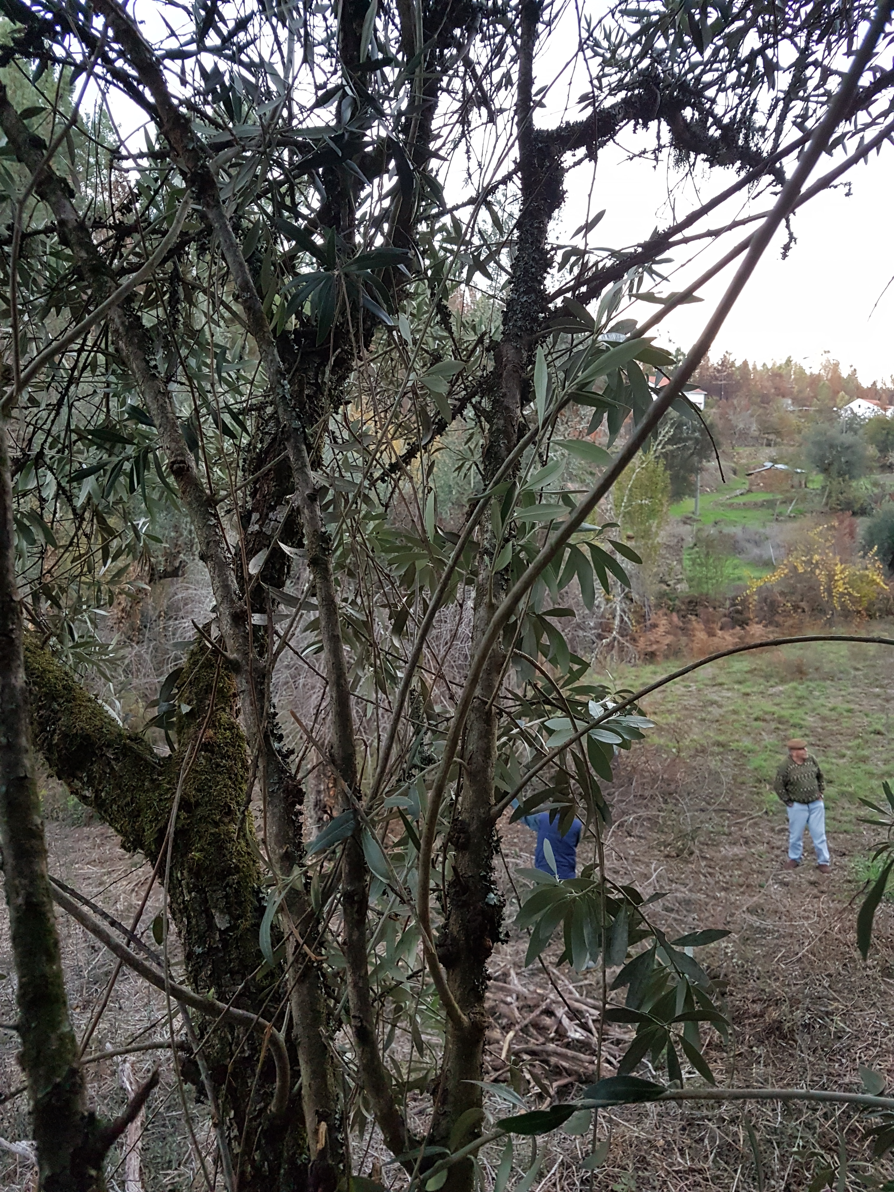 Later, from the then-visible olive leaf canopy, I can see Annemarie talk to José, who is glad to see 50+ years of neglect come to an end.