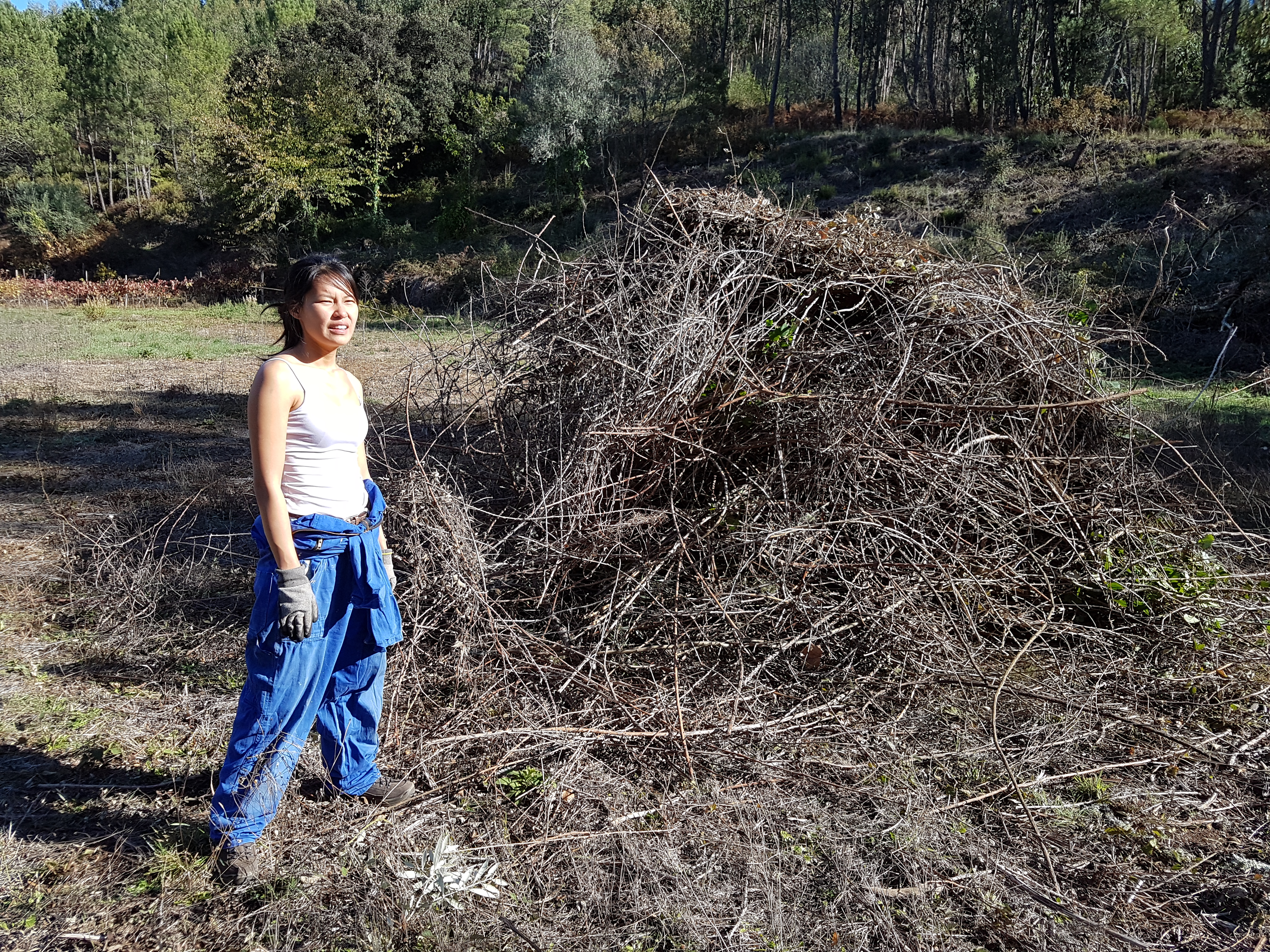 After the last day in the olive yard, Marilisa left the heap of bramble branches even higher than in the photo.