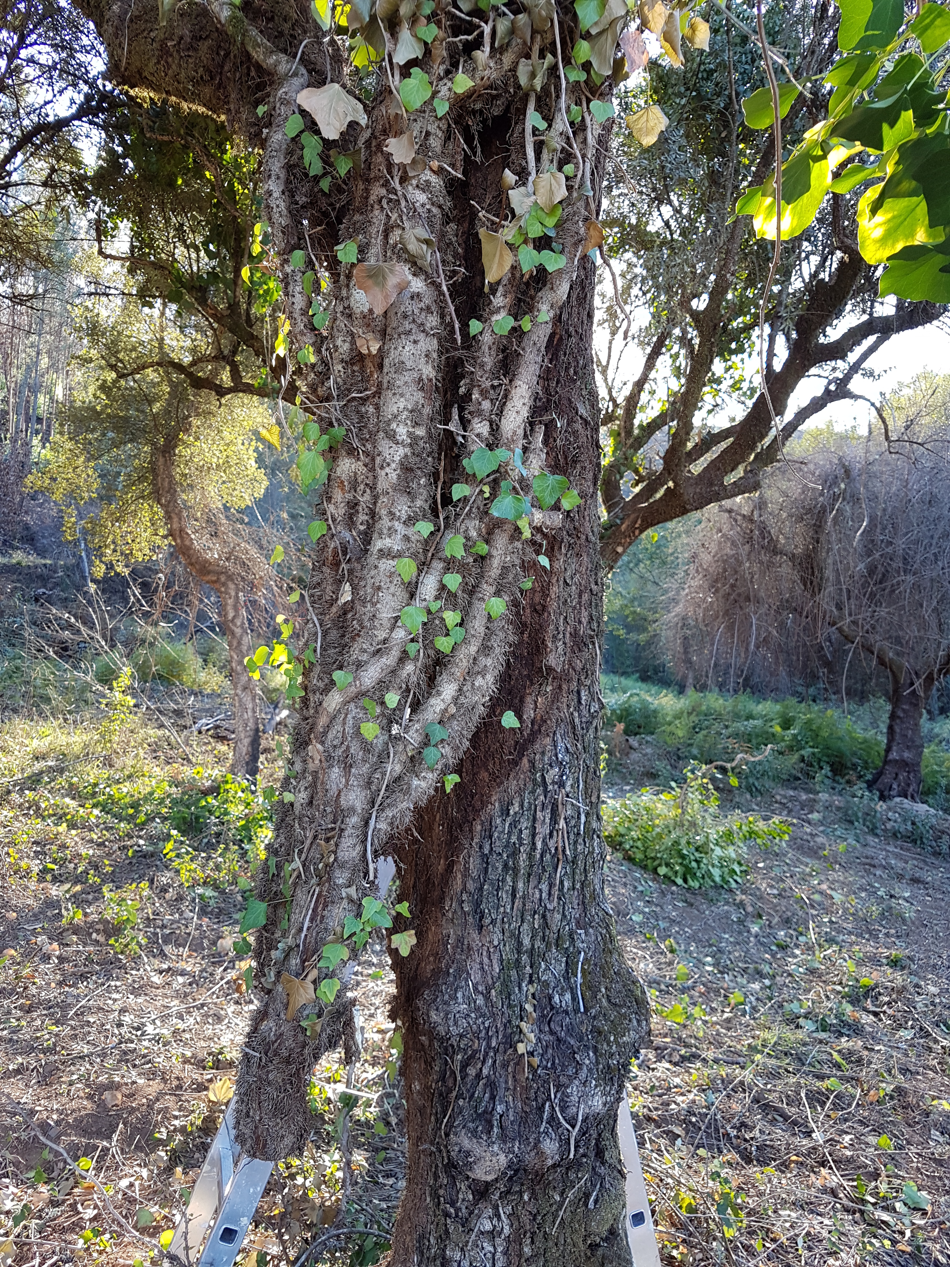 Despite the impressive girth of this common ivy trunk, it wasn’t strangling the olive. It was aggressively competing for light.
