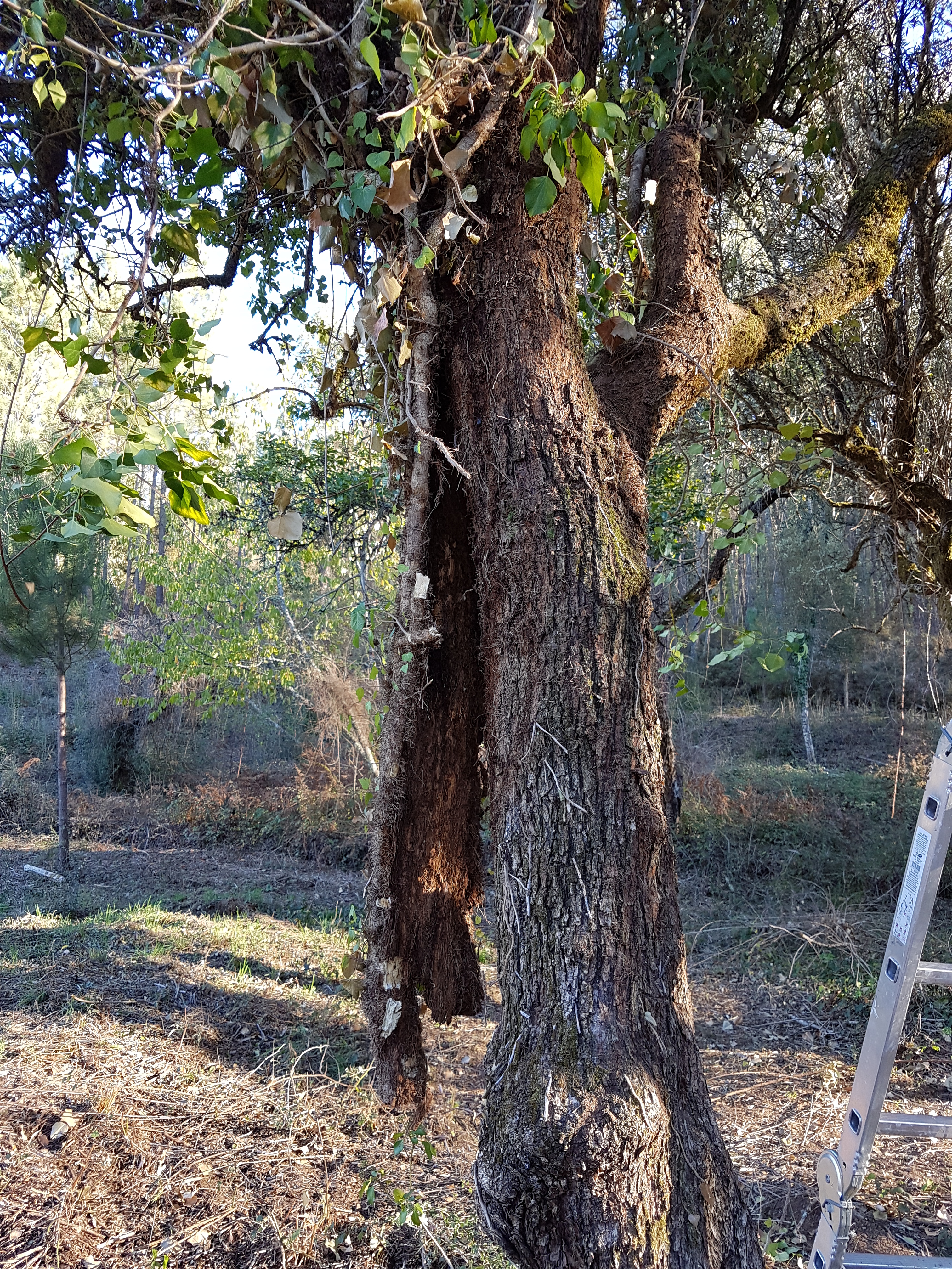 For this particular specimen, I had to use hammer, chisel and crowbar to disattach the ivy from the olive.