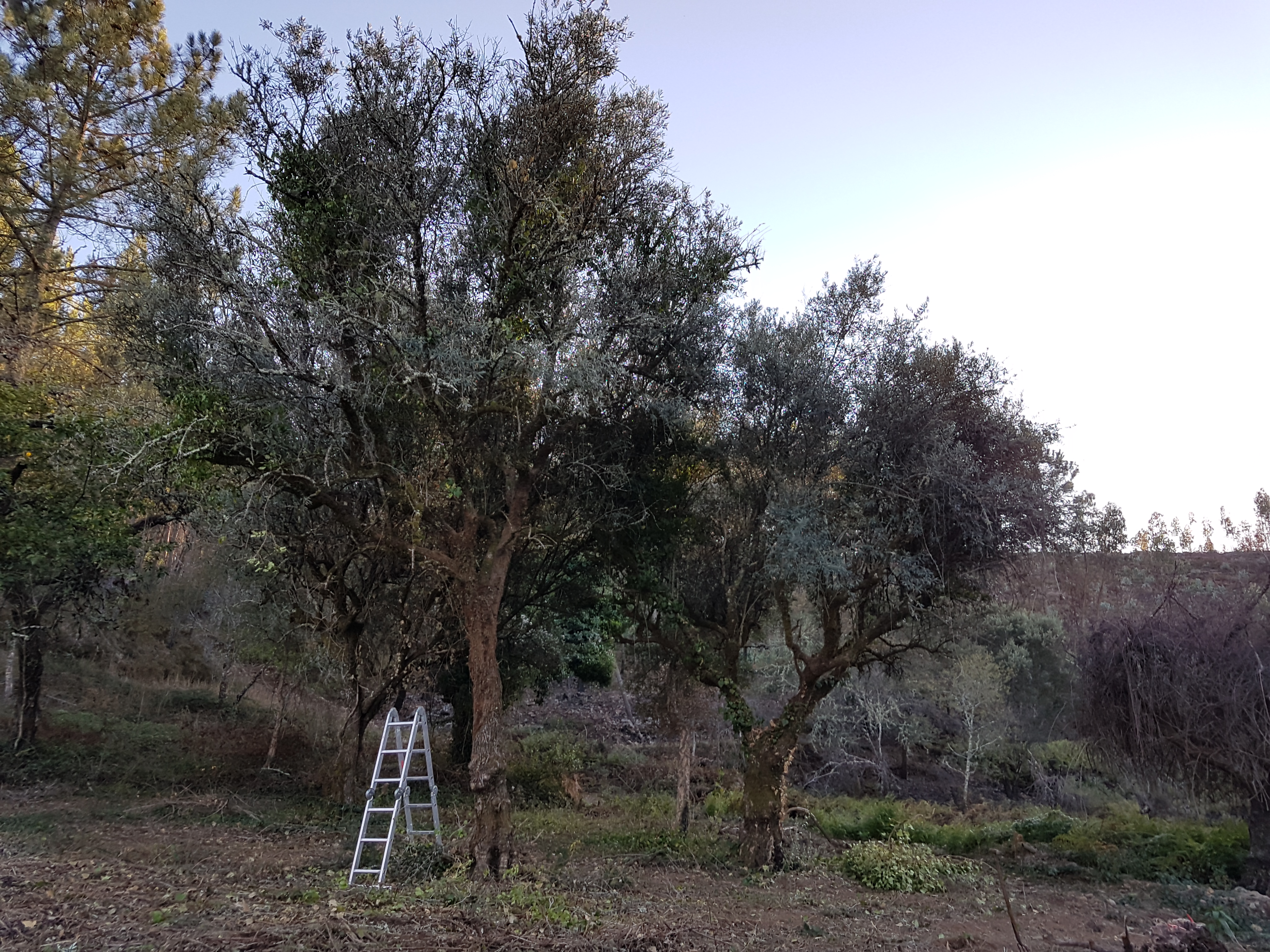 The liberated olive trees.