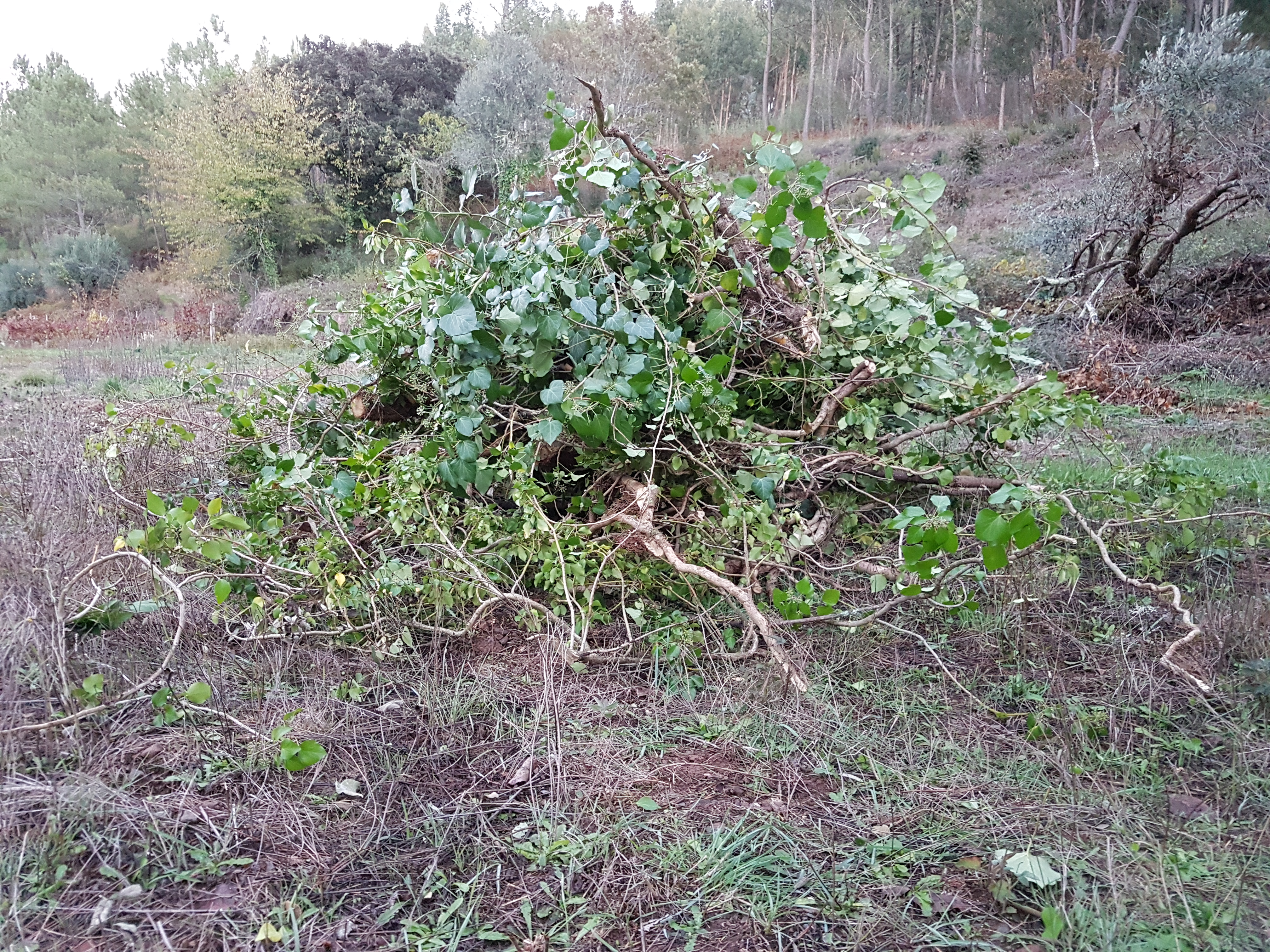 The bramble pile is on the burn list, because the thorny branches don’t make for great mulch if you like to work barefooted or in flip flops (like I do). This separate pile of Hedera helix parts will make for less pointy mulch.