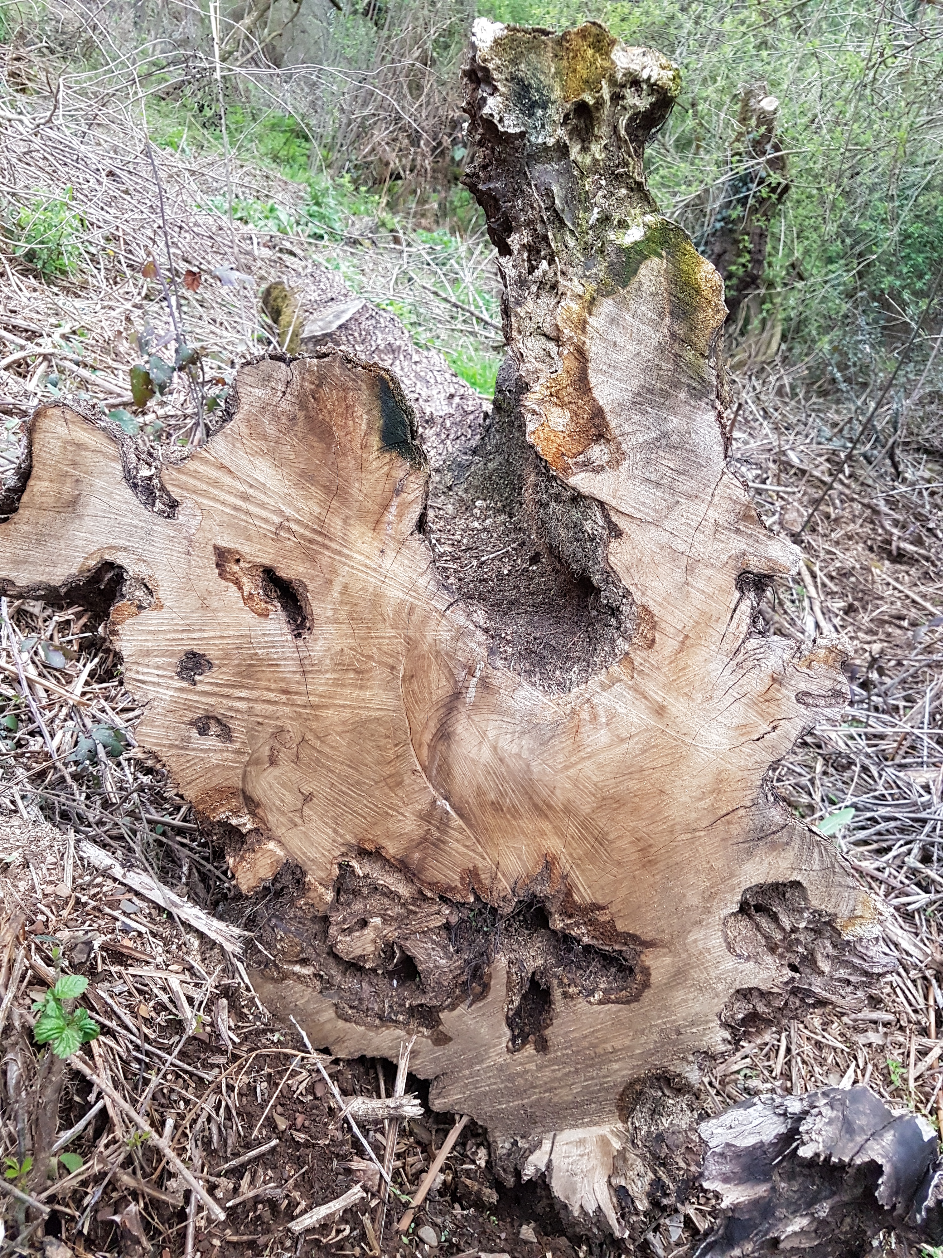 I found it impossible to distinguish—let alone, count—the rings in this olive tree trunk.