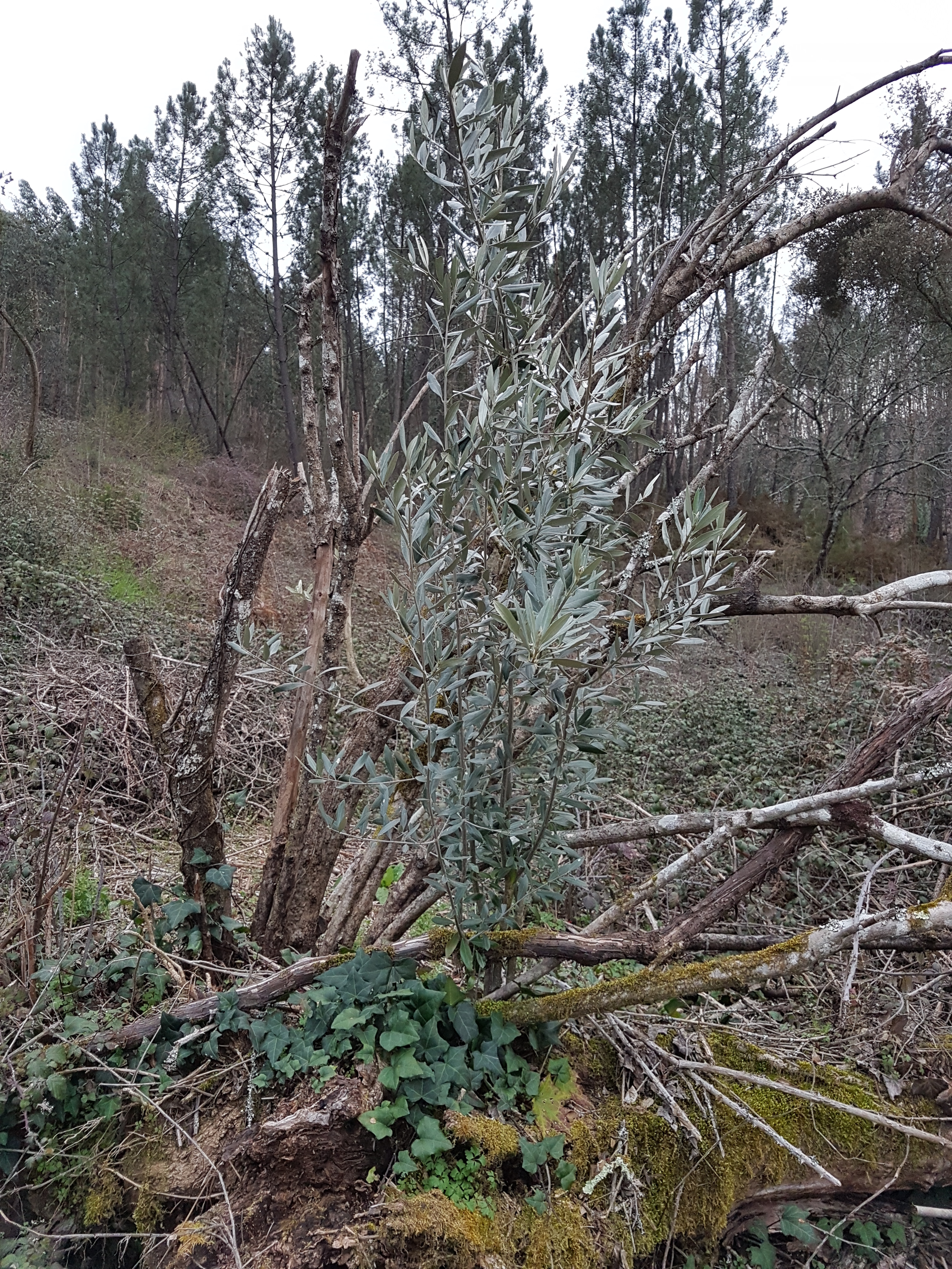 Here lies another olive tree, that already seemed dead when we were cleaning up the olive yard in November, but that was sprouting new branches now, in March.