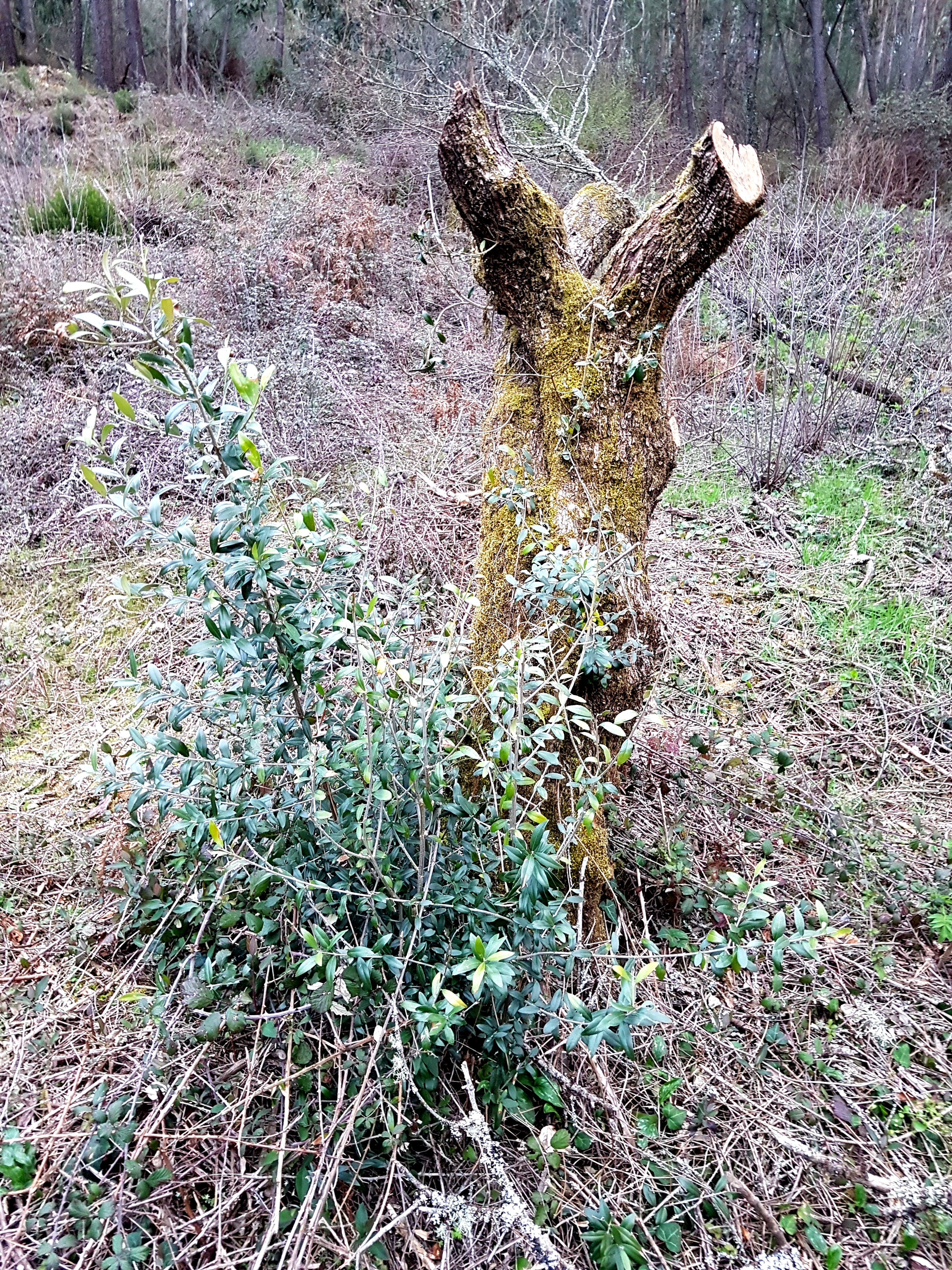 Folk wisdom says that you can cut the stem clean at the base, and, although much more of this trunk was left, most fresh branches were indeed sprouting at the bottom.