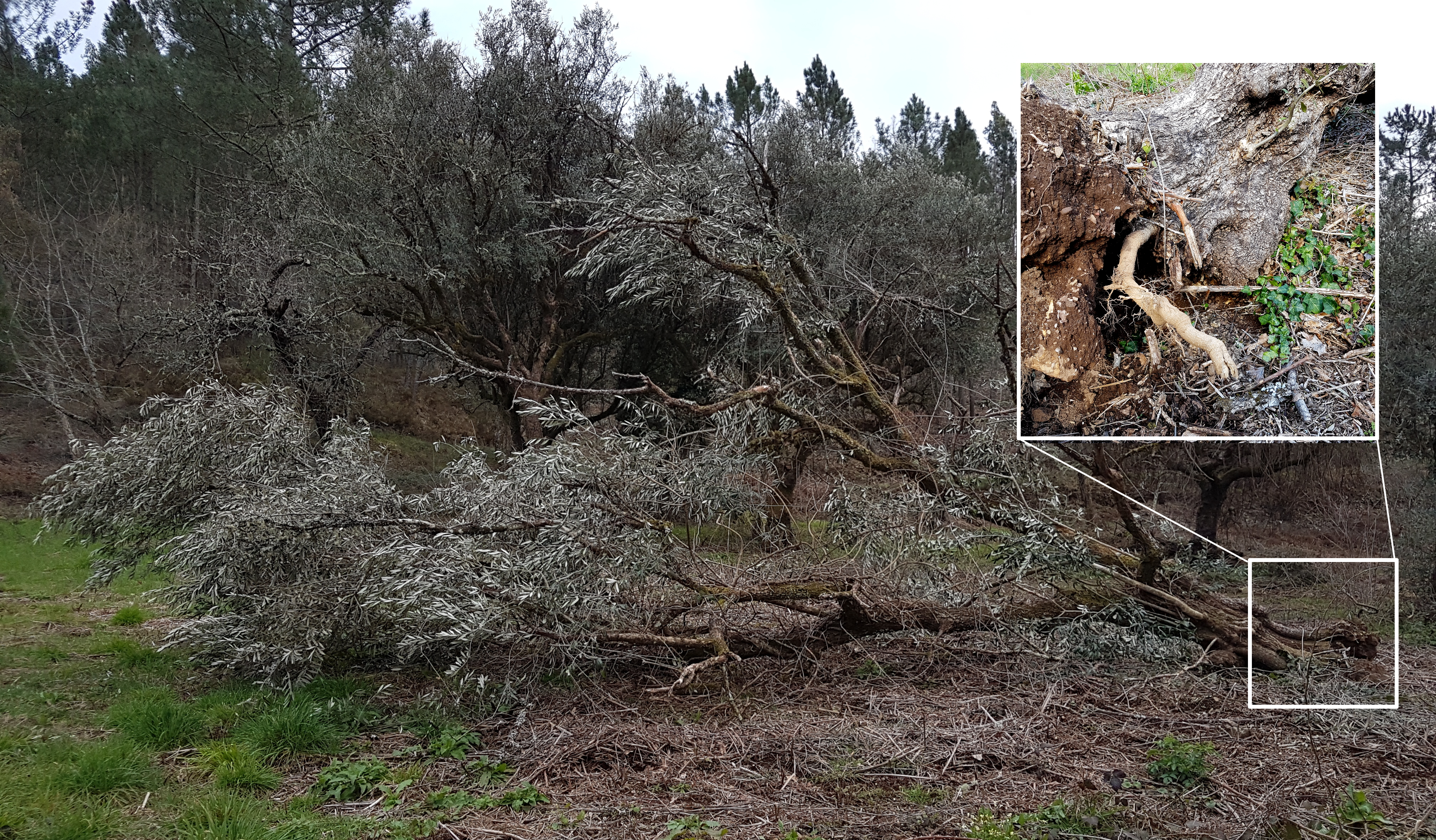 This olive tree toppled over during the winter. Only a very limited root system was revealed.