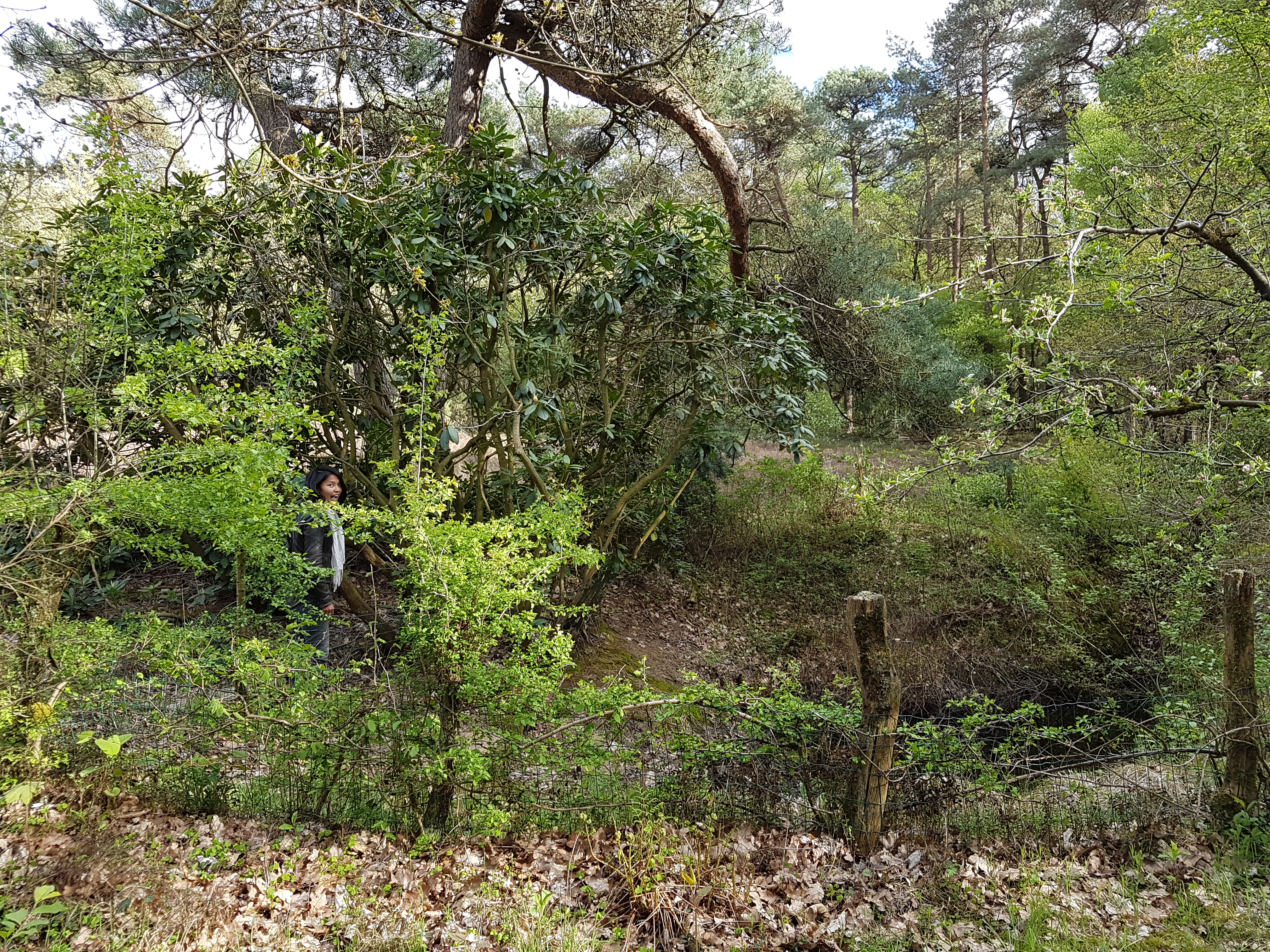 April 26, 2018. The hawthorn bushes that obscure Marilisa from sight are awaiting their periodic trim back to the proportions of the fence that their stems are supporting. Marilisa is getting ideas in her head already while looking at Popko’s pond, satisfied with all the extra light touching the water after the heavy pruning of the Rhododendron (ponticum) 2 years prior, in 2016. (Soon, the Rhododendron would go into its first full purple dress since being robbed of ¼ᵗʰ of its foliage.)