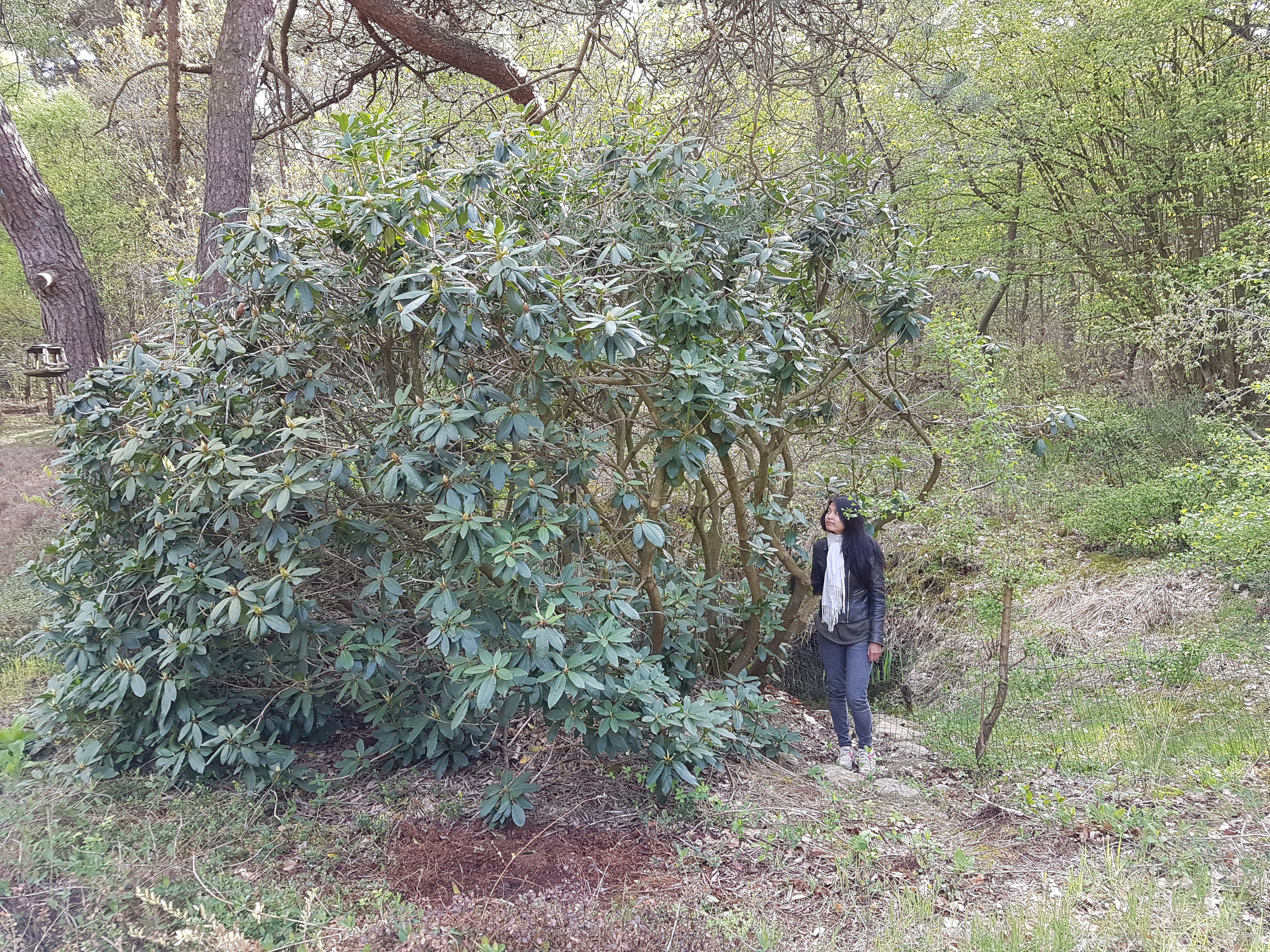 Only a sliver of pond is revealed behind Marilisa, but that sliver is a 100% more than what was visible in 2016 before she severely cut back the Rhododendron.