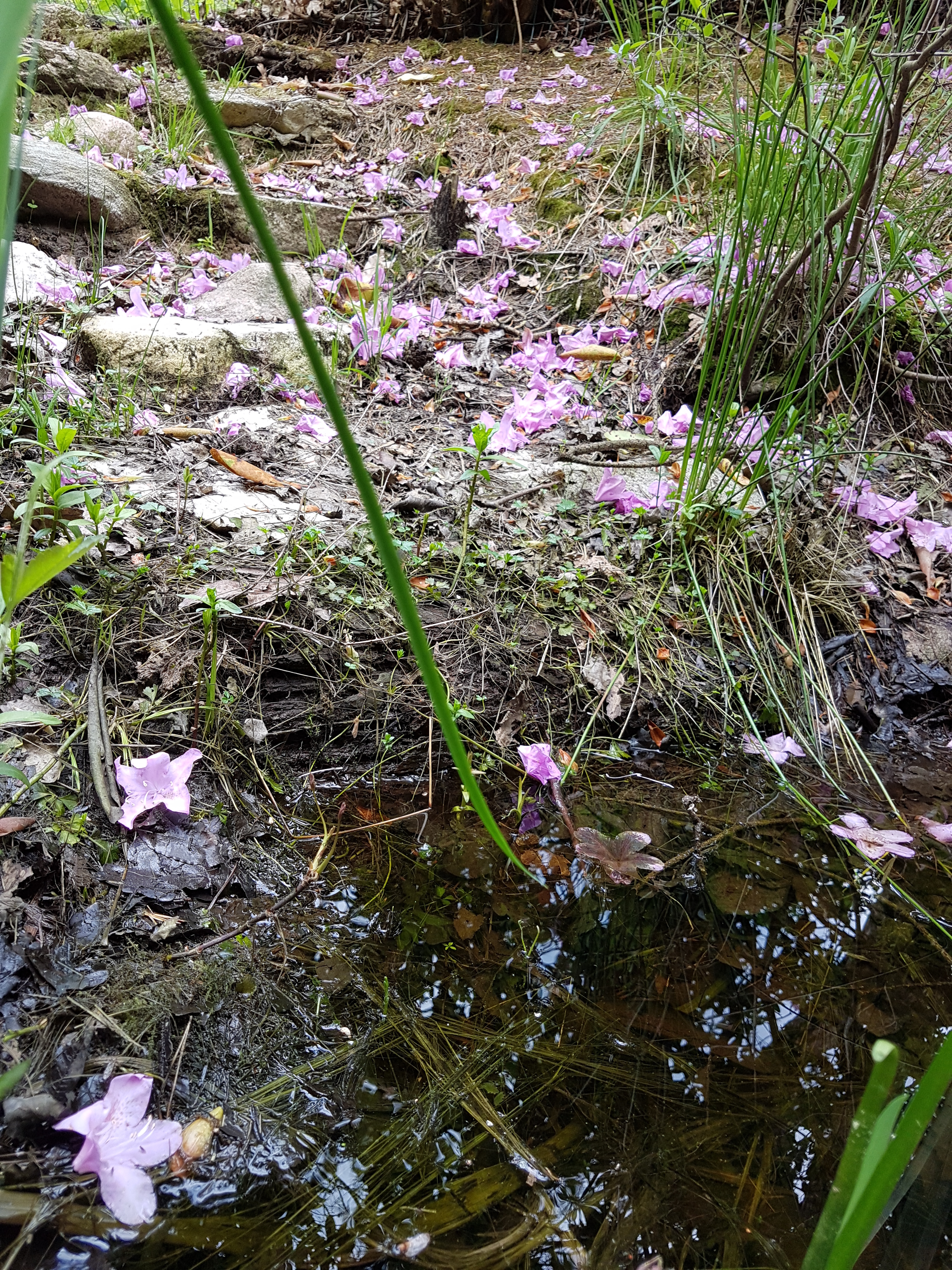 The fieldstone steps waited for decades until Popko and I finally released them from their peaty cocoon in the after-summer of 2017. The next spring, in late May, purple Rhododendron ponticum flower petals, relieved from their reproductive duties, bedded down onto the now-naked field stones.