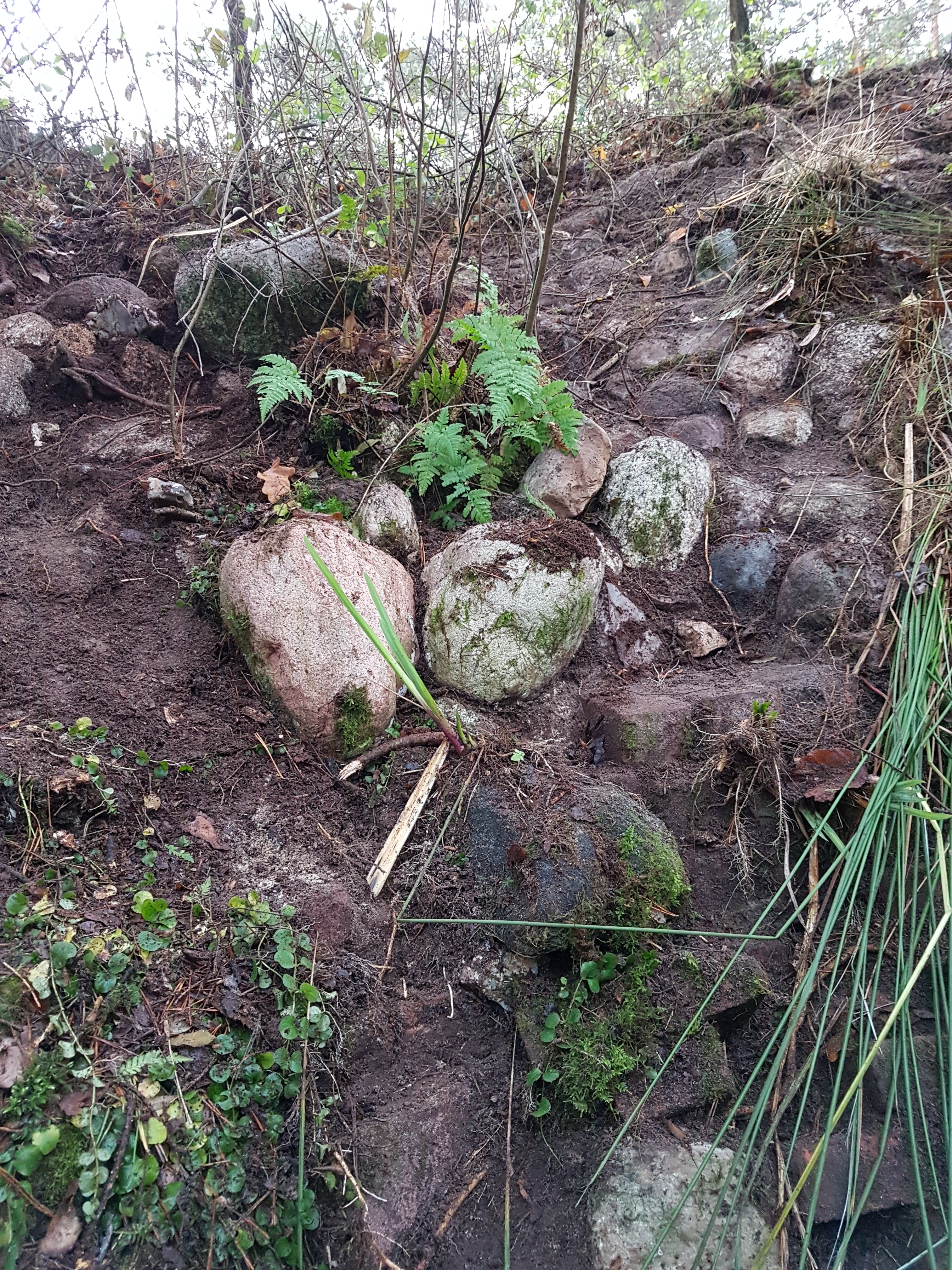 Marilisa didn’t opt to remove all the dirt and make the stone wall all shiny and new again. Rather she made a sculpture out of soil, fern, moss, iris,and moneywort (Lysimachia nummularia). We removed only enough overgrowth to amplify, not dampen, the fairyesque character of the spot.