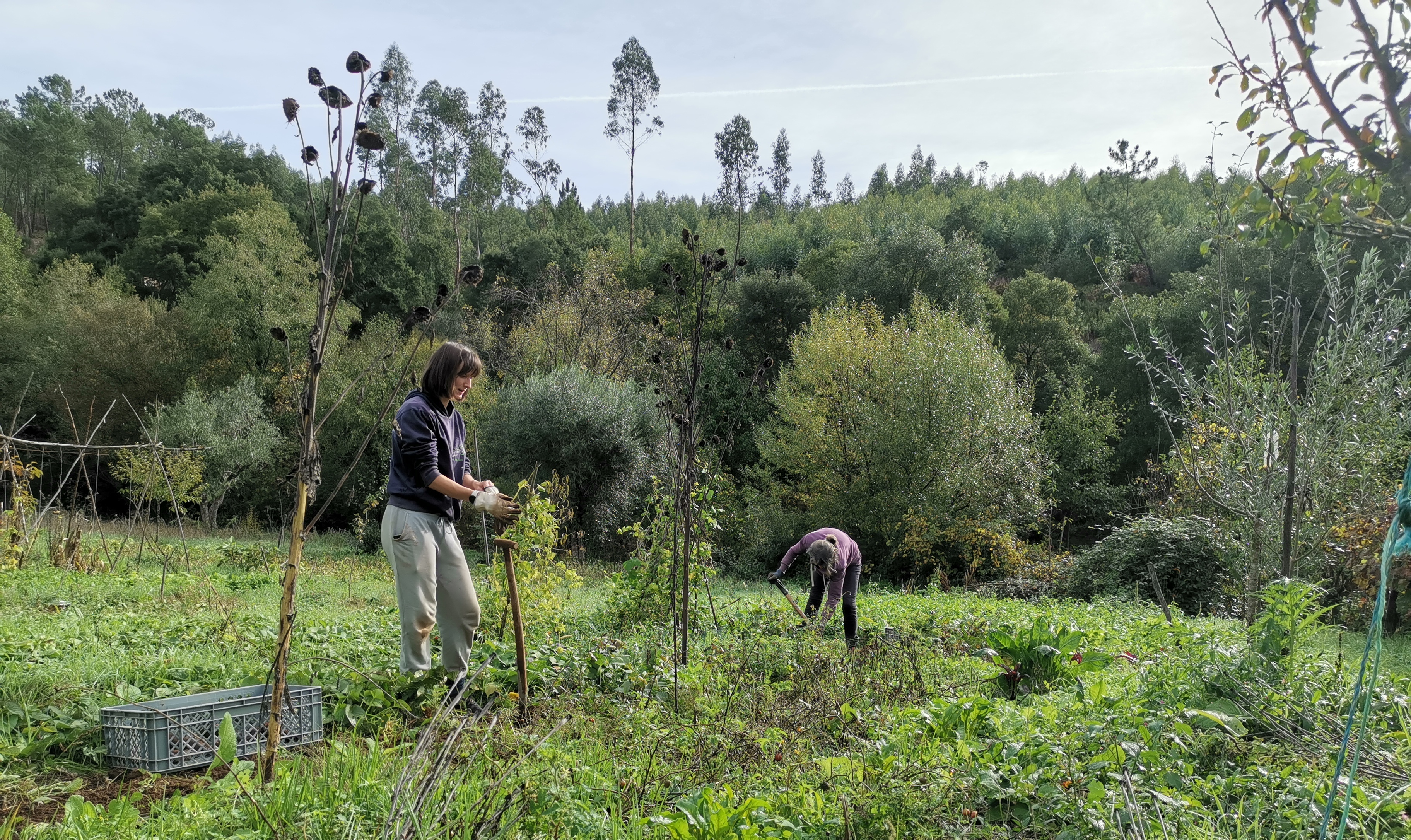 Laurelin and Annemarie at work to dig up the sweet potatoes. Nov. 2, 2022.