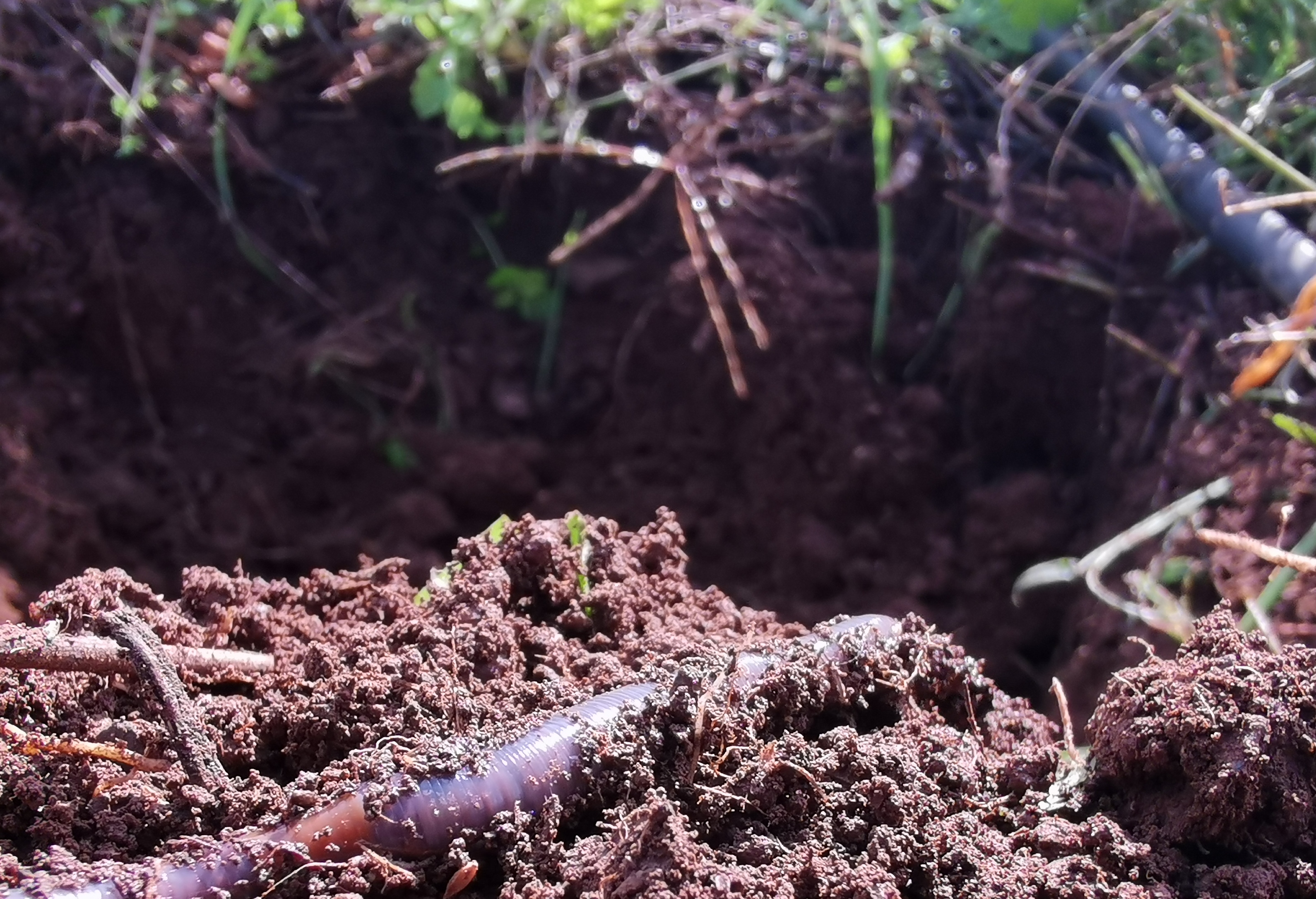 One of the earthworms that have been hard at work to improve the soil of the sweet potato field.