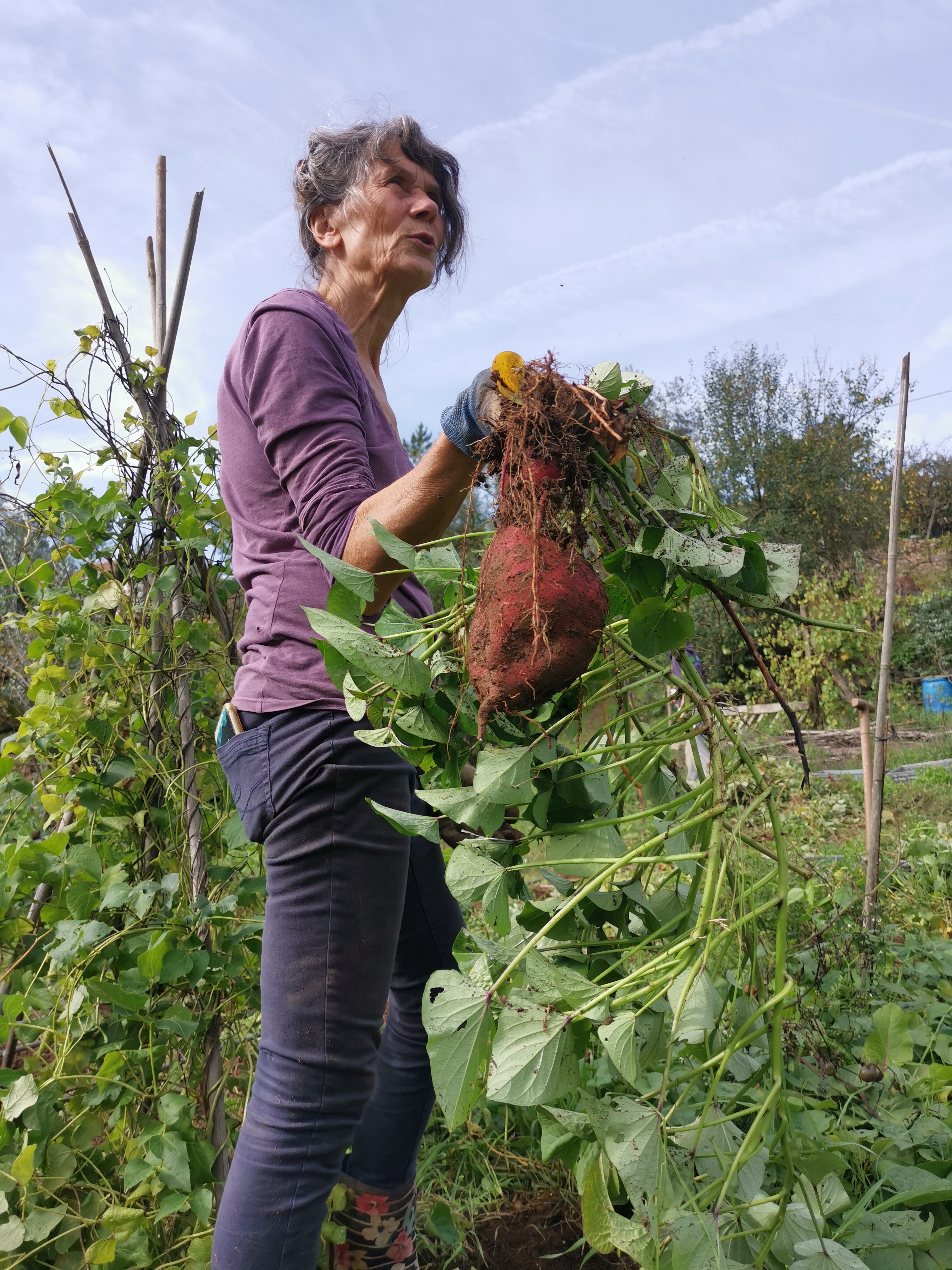 Annemarie holding a particularly richt bunch of sweet potatoes. Nov. 2, 2022.