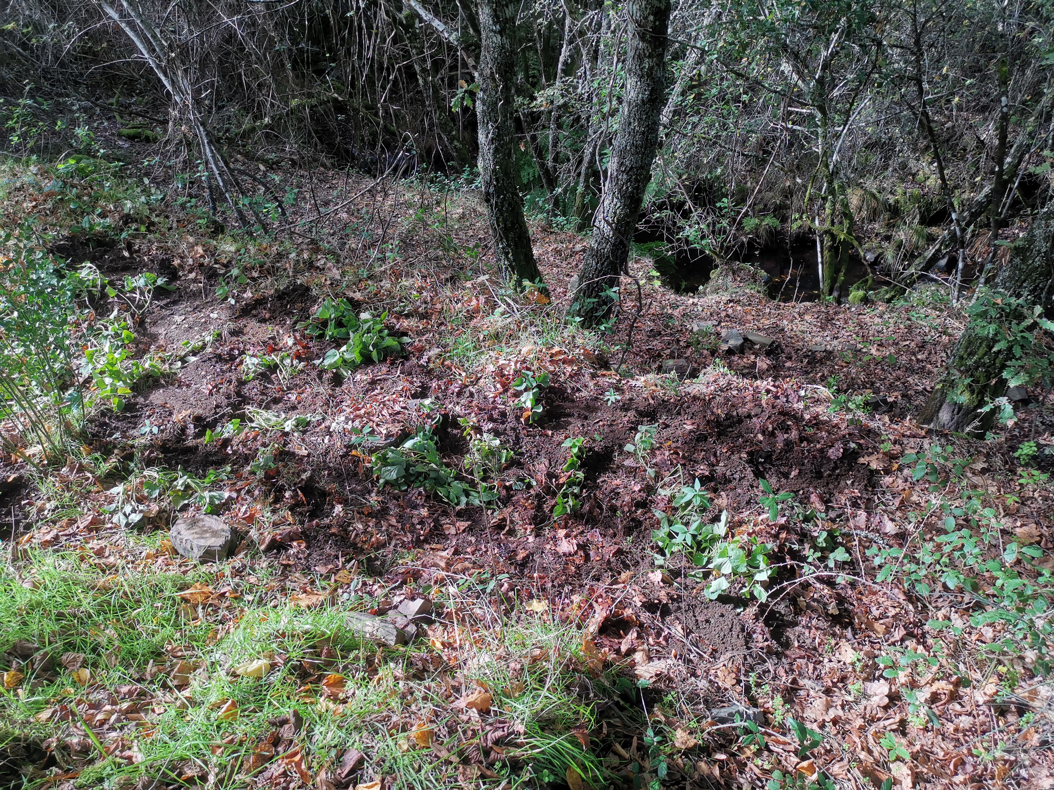 These terraces have been abandoned decades ago and have since been restored to top fertility by a wealth of deciduous trees.