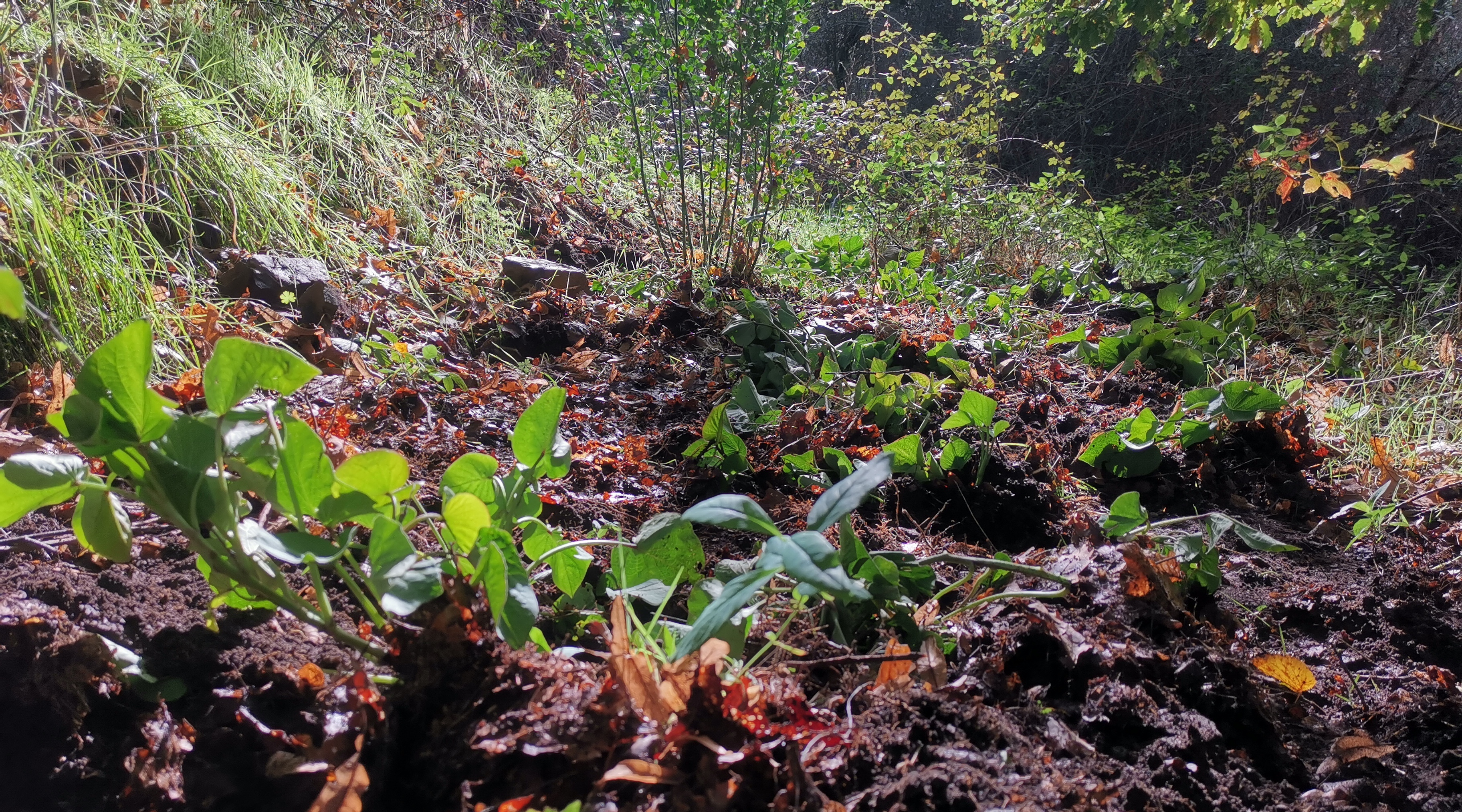 I hope this soft soil, rich in organic matter, will help these sweet potato shoots (and mini bulbs) to survive, even if some frosty morning do occur in this corner of the Ponte de Pedra valley.