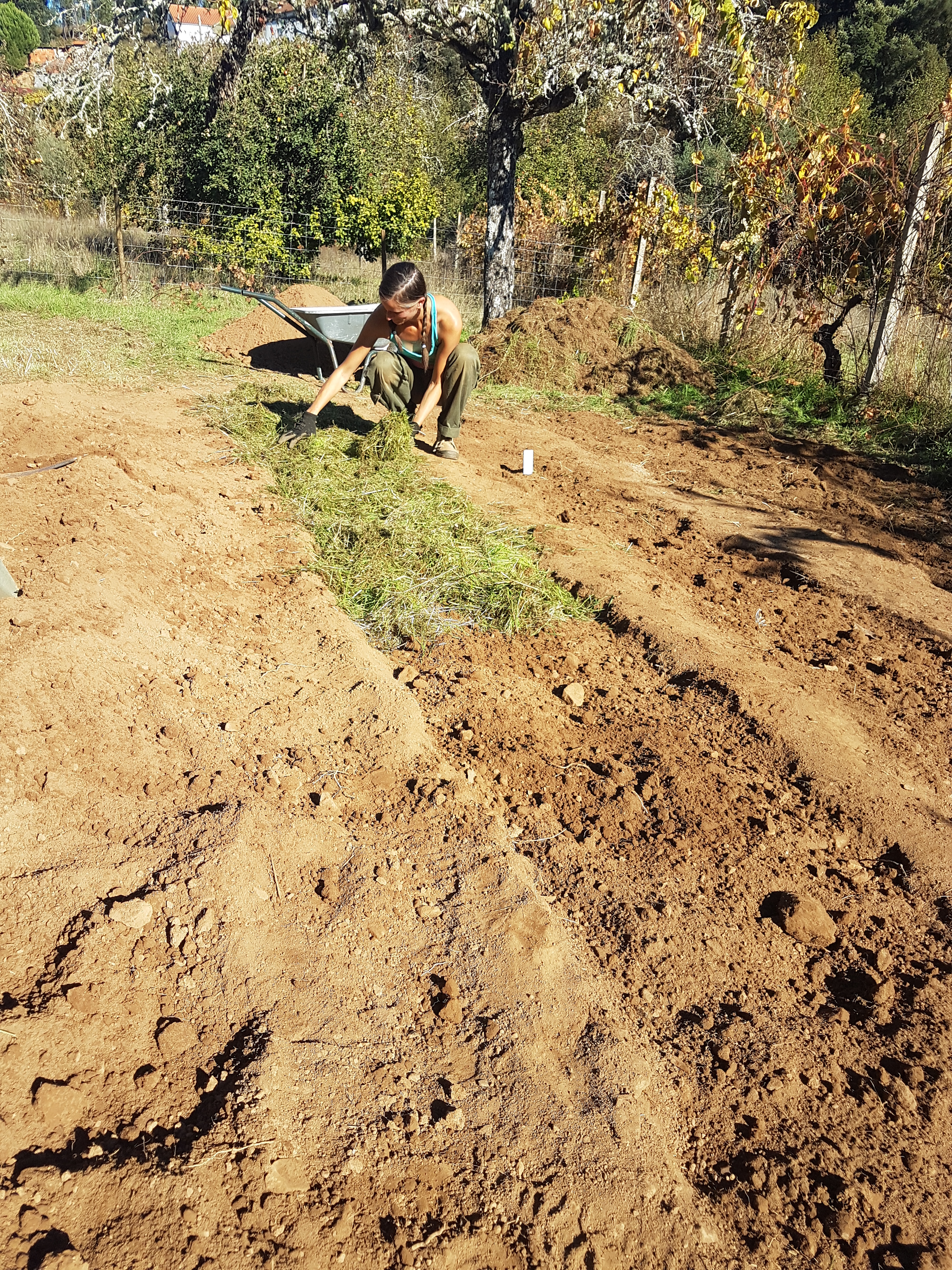 All of the nursery’s terrace surface was covered with grass prior to our agricultural intervention, and the still scorchy November sun was already transforming all that grass into hay. Laurelin used that hay against the drought.