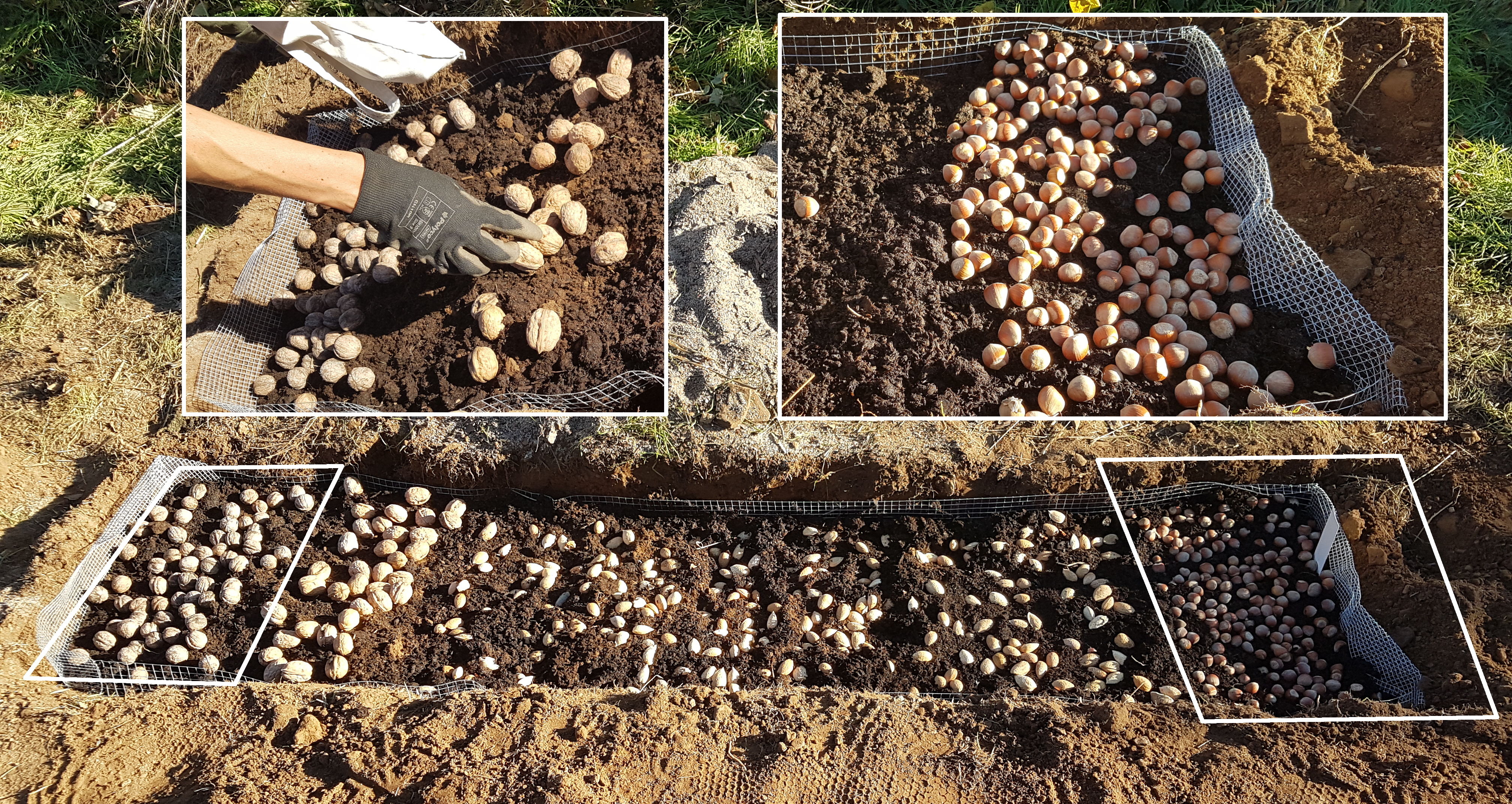 Laurelin arranged the walnuts and hazelnuts in very crowded nests. The almonds got so much space that Akiva Silver would have thrown a few extra handfuls in.