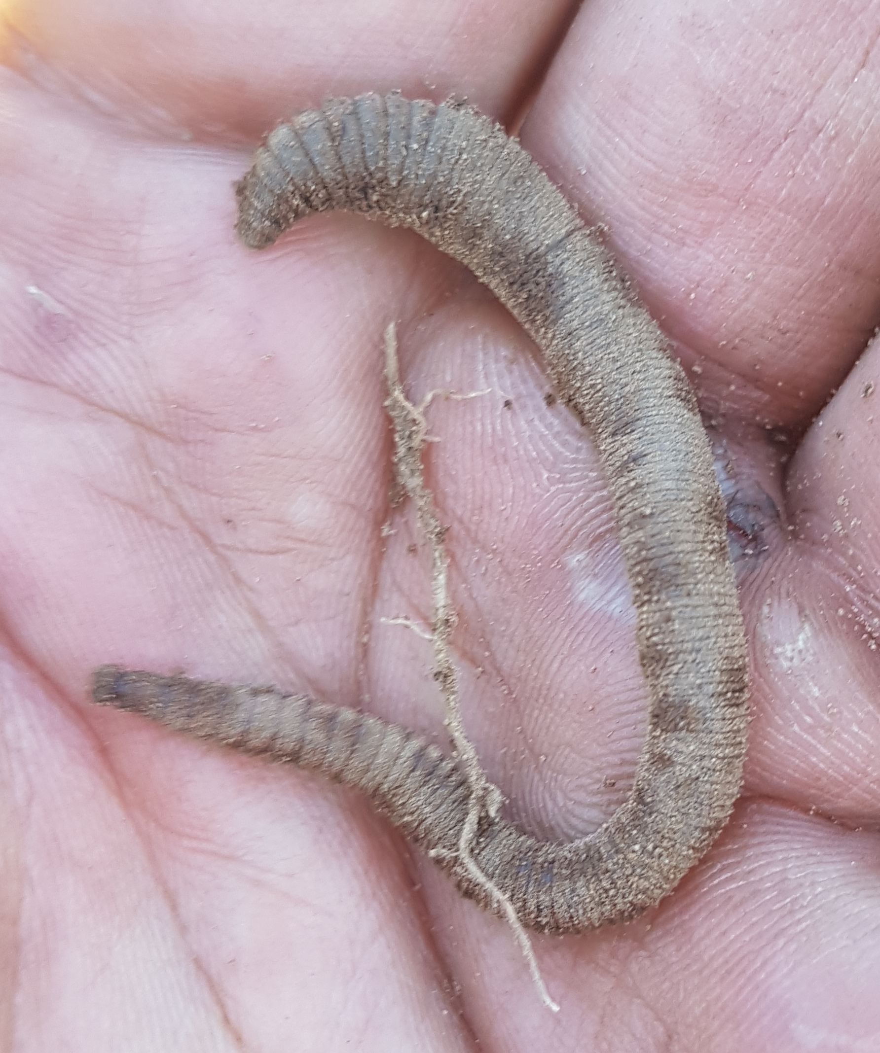 Worm 1 of only the two that we encountered while digging the trenches for the seed beds.