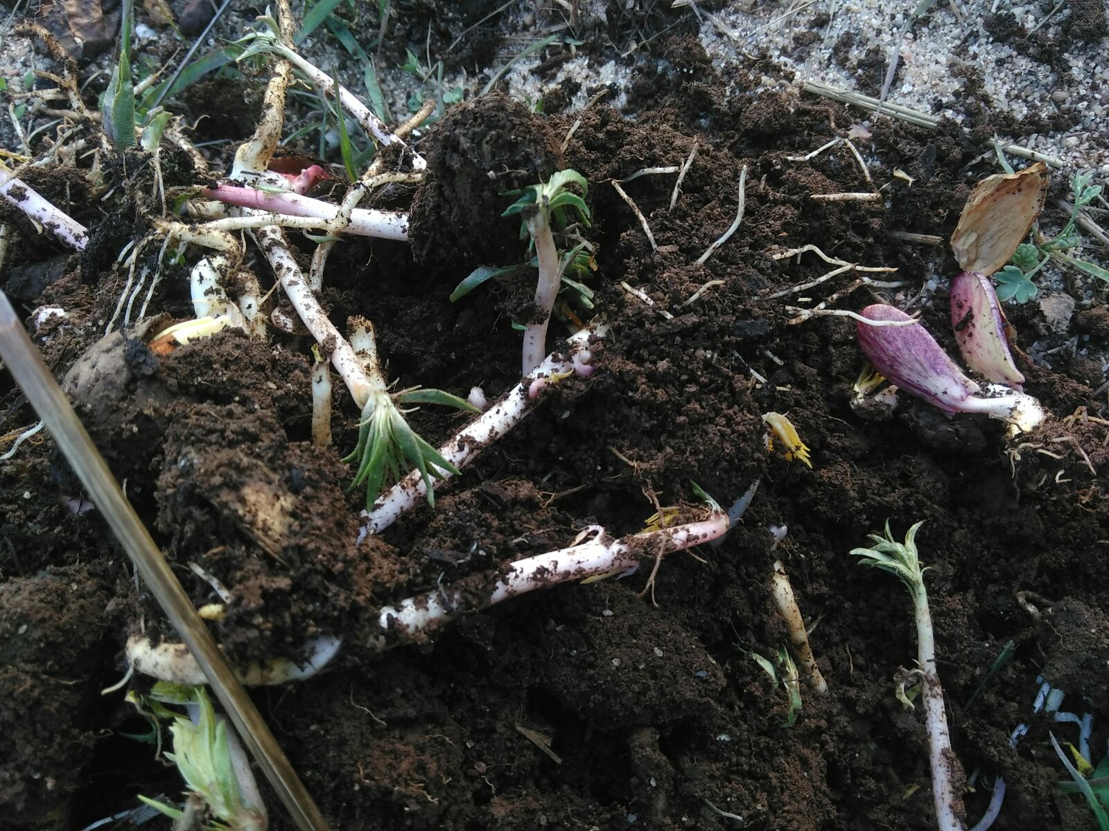 Would Akiva have have found it necessary to already transplant these first Almond seedlings to spacier beds in Februari, after 3 months?